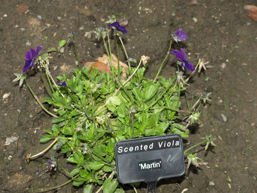 scented viola martin alpine
